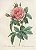 Rosa Gallica Regalis - Imagem 1