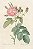 Rosa Tomentosa - Imagem 1