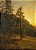 Sequoias-vermelhas da Califórnia - Imagem 1