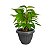 Vaso para Plantas Grego Redondo 2,2L 15x18cm Plástico Color - Imagem 14