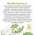 OE TEA TREE GT BRASIL 10ml - Imagem 4