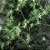 OE TEA TREE GT BRASIL 10ml - Imagem 6