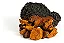 Extrato Chaga - (Inonotus obliquus) 30ml - Imagem 2