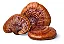 Extrato Reishi - (Ganoderma lucidum) 30ml - Imagem 2