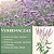 Home Spray Verbenaceae - Verbena - Imagem 2