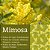 Vela Mimosa - Vela Mimosa e Cardamomo - Imagem 2