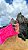 PAREÔ ZEBRA NORONHA PINK COM VERMELHO - Imagem 4