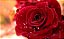 Rosas - Extrato Black - Imagem 2