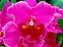 Orquídea - Essência  (Harmonia) - Imagem 2