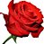 Rosa Vermelha - Essência (Amor) - Imagem 2