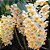 Orquídea Dendrobium Thyrsiflorum- Plantas Adultas E Grande. - Imagem 1