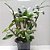 Orquídea Dendrobium Thyrsiflorum- Plantas Adultas E Grande. - Imagem 2