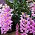 Orquídea Dendrobium Rosy Cluster - Planta Adulta Sem Flor - Imagem 1