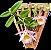 Orquídea Dendrobium Loddigesii - Imagem 2