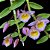 Orquídea Dendrobium Loddigesii - Imagem 1
