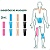 Kinesio Tape Bandagem Elástica Sportstape 5cm X 5m Bege - Imagem 4