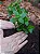 Terrô Folhas & Flores Substrato Plantas Vaso E Jardineira 3l - Imagem 3