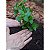 Substrato Folhas & Flores Plantas Vaso E Jardineira Terrô 7L - Imagem 4