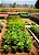 Fertilizante Super Orgânico Dimy 4 Em 1 Cx 1kg - Imagem 3