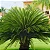 Adubo Fertilizante Palmeiras Crescimento Plantio Jardim 1kg - Imagem 3