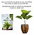 Adubo Fertilizante Palmeiras Crescimento Plantio Jardim 1kg - Imagem 4
