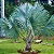 Adubo Fertilizante Palmeiras Crescimento Plantio Jardim 1kg - Imagem 5