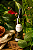 Home Spray 200ml - Flor de Maracuja e Óleo Essencial de Hortelã - Imagem 1