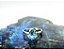 Anel gota blue - Imagem 1