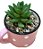 Cachepot Poá com Suculenta Rosa - Imagem 1