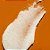 Esfoliante Corporal Tree Hut Coco Colada Shea Sugar Scrub - 510gr - Imagem 3