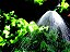 Microaspersor MA-30 ou MA-50 com Grapa ou Rosca 1/4" para Irrigação - Imagem 3