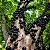 Fertilizante para Jabuticabeiras Npk+9 Adubo Jabuticaba Farelado Nutrientes Forth Jardim 400g - Imagem 7