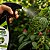 Fungicida Combate Fungos Forth Jardim Proteção Spray Pronto Uso 500ml - Imagem 5