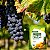 Fertilizante Adubo para Frutas Nutrição em Árvores Frutíferas Saco 10kg - Imagem 4