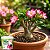 Fertilizante Via Solo para Rosa Do Deserto Crescimento de Flores 3kg - Imagem 4