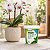 Fertilizante Misto para Manutenção e Cultivo de Orquídeas 20-20-20 Forth Jardim 100g - Imagem 7