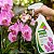 Fertilizante Orgânico Auxilia a Floração de Orquídeas Pronto Uso Spray 500ml - Imagem 5