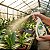 Fertilizante Adubo Orgânico p/ Manutenção de Orquídeas Nutrição das Folhas 500ml - Imagem 6