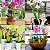Solo Substrato Terra Especial p/ Orquídeas em Vasos Pronto Uso Forth Jardim 1kg - Imagem 5