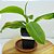 Nepenthes Mixta x Khasiana - Planta Carnívora - Imagem 1