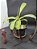 Nepenthes Lowii X Ventricosa - Planta Carnívora - Imagem 2