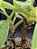 Nepenthes Lowii X Ventricosa - Planta Carnívora - Imagem 3