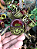 Nepenthes Ampullaria Red Striped X Ampullaria Spoted Red Lip - Planta Carnívora - Imagem 6