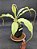 Nepenthes Mirabillis X (Viking x Black Miracle) - Planta Carnívora - Imagem 2