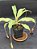 Nepenthes Mirabillis X (Viking x Black Miracle) - Planta Carnívora - Imagem 1