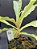 Nepenthes Mirabillis X (Viking x Black Miracle) - Planta Carnívora - Imagem 3
