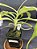 Nepenthes Mirabillis Wing X Bicalcarata - Planta Carnívora - Imagem 3