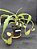 Nepenthes Mirabillis Wing X Bicalcarata - Planta Carnívora - Imagem 4