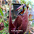 Nepenthes Mirabillis Wing X Bicalcarata - Planta Carnívora - Imagem 4