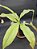 Nepenthes Mirabillis Wing Vik Ampullaria X (Viking x Hookeriana) - Planta Carnívora - Imagem 4
